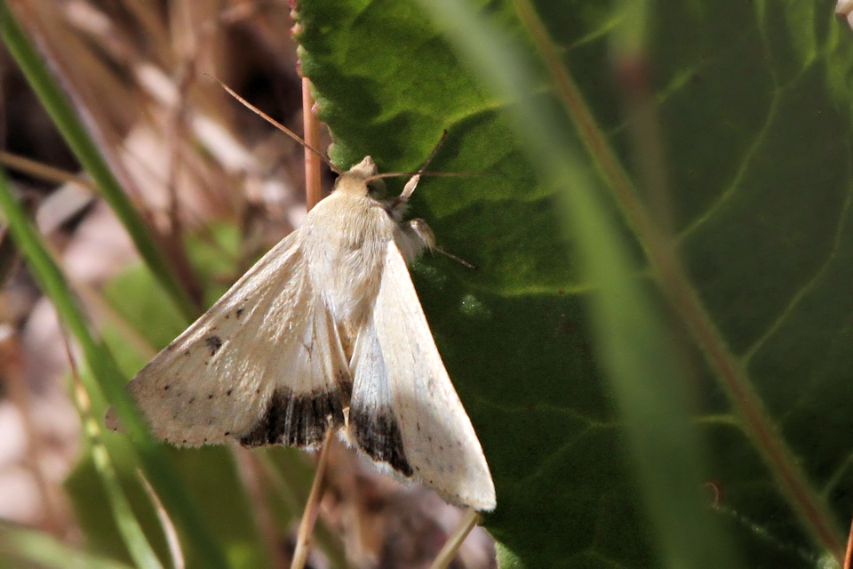 Native Budworm Moth (Helicoverpa punctigera)